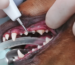 スケーリングの様子