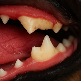 スケーリングの様子