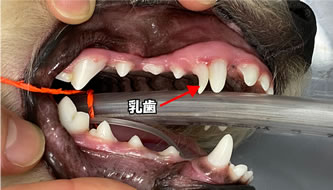 スケーリングの様子